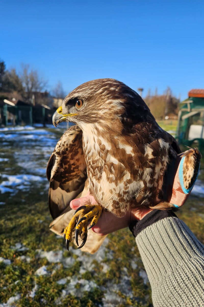 Eine Hand hält einen Mäusebussard, der zur Seite schaut