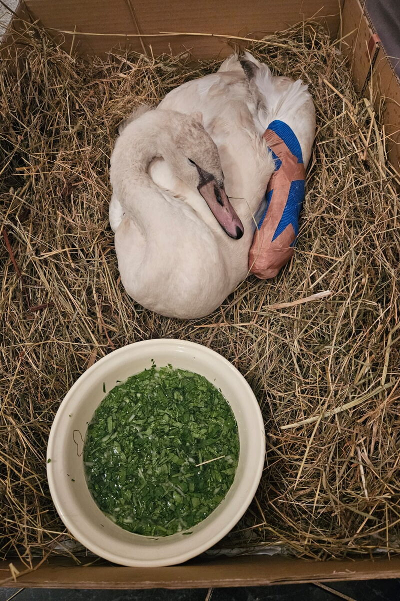 ein Schwan mit einem blauen Verband um den Flügel liegt vor einem Napf mit grünem Futter