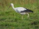 Beringter Weißstorch läuft über Wiese