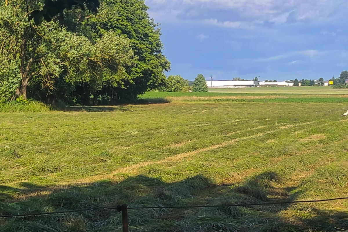 auf einer frisch gemähten Wiese läuft ein Storch