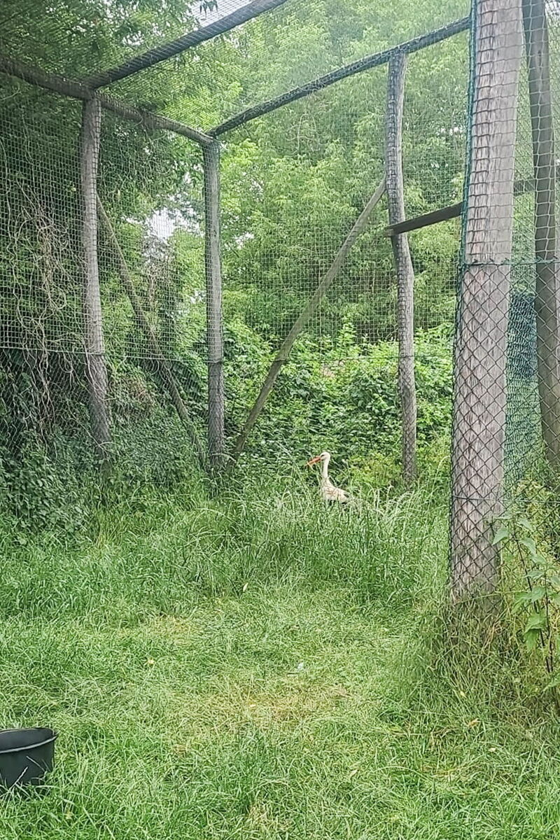 in der Freiflugvoliere läuft ein Storch im relativ hohen Gras