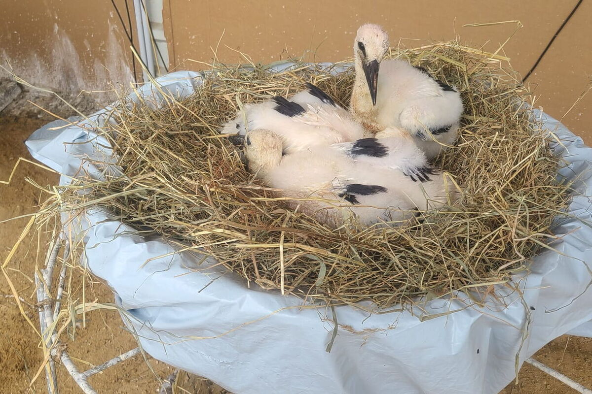 in diesem künstlichen Nest liegen 3 noch kleinere Störche, die schwarzen Federn beginnen zu wachsen