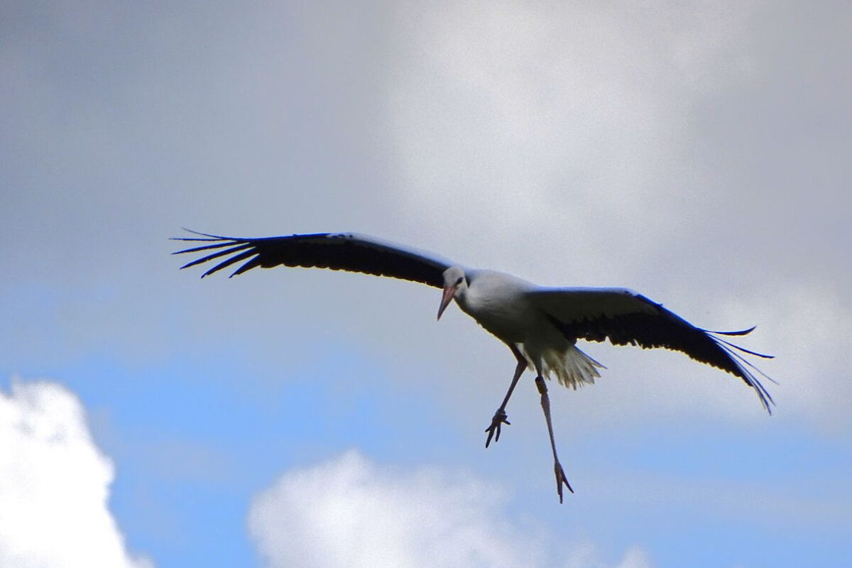 ein junger Storch fliegend vor einem weiß-blauen Himmel