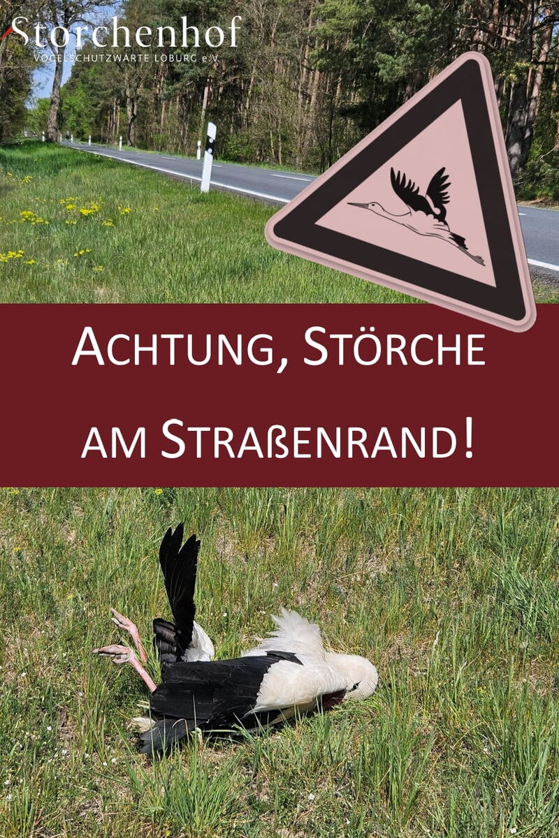 ein toter Storch liegt im Gras, darüber als Montage ein Achtungsschild mit einem Storch und dem genannten Schriftzug