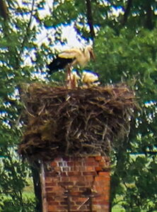 Storchennest in Aderstedt