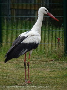 Gewichtskontrolle vor dem Abflug