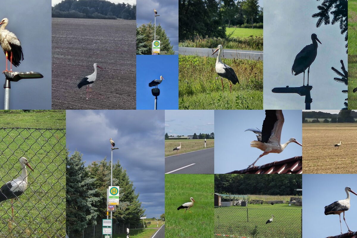 Collage von Fotos, die von Mika in der letzten Zeit erstellt wurden.