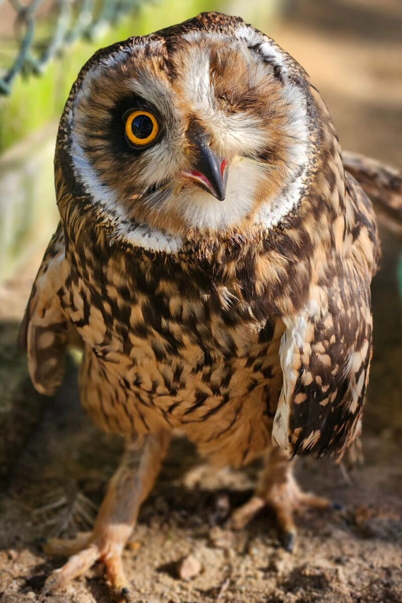 eine Waldohreule schaut mit einem Auge in die Kamera