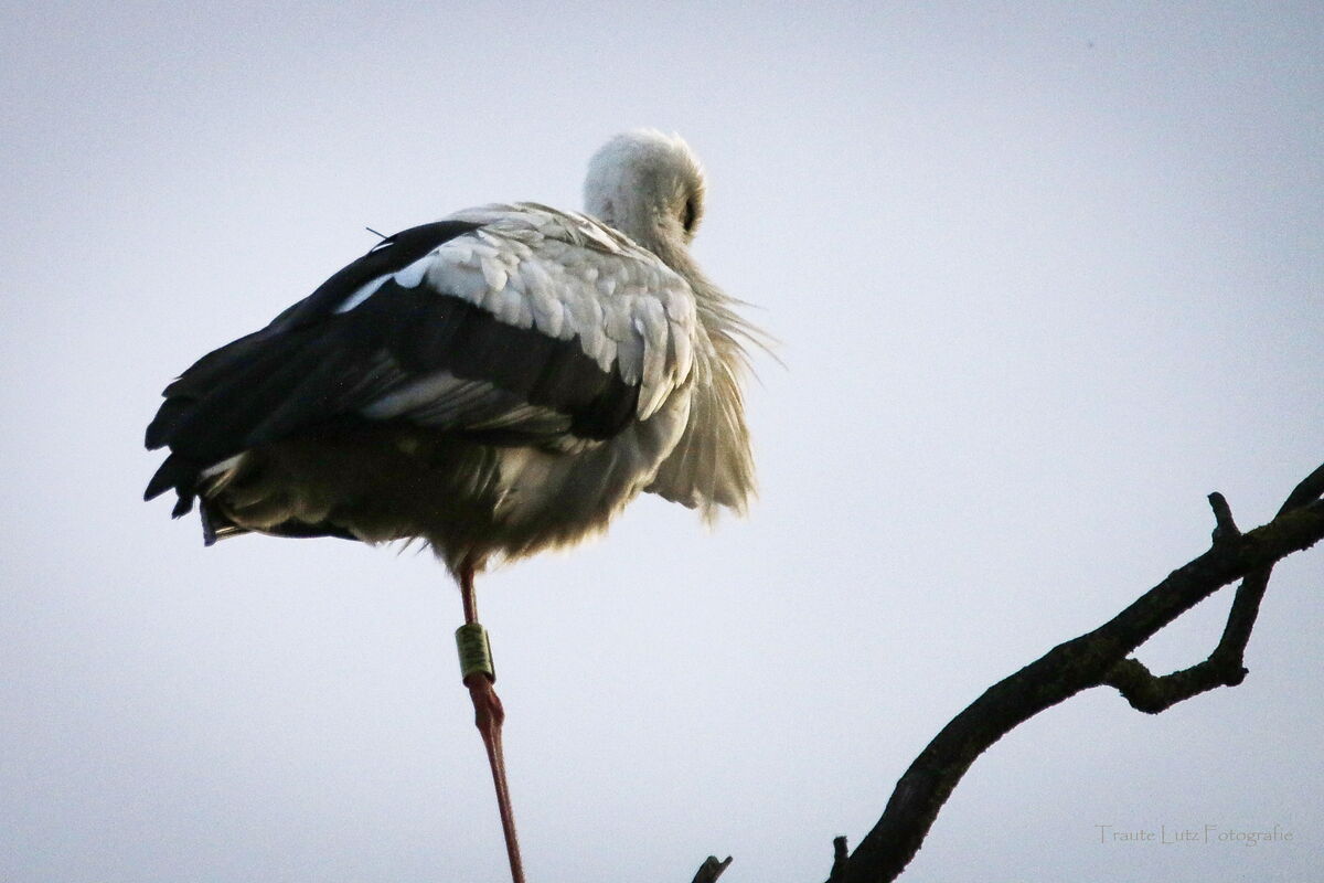 Ein Storch  mit Senderantenne und dem gelben Ring steht auf einem Bein auf einem Ast - Großaufnahme