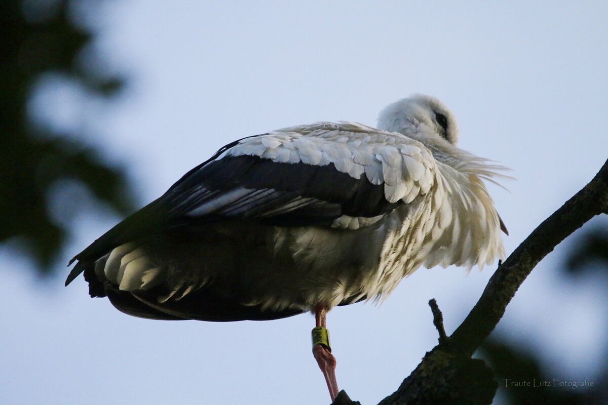 Seppl ist von schräg unten fotografiert und gezoomt
