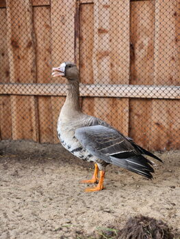 Eine selbstbewusste Blässgans sagt, was sie denkt.