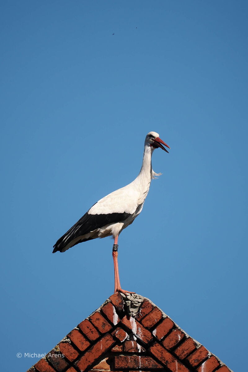 Auf dem Dachfirst steht ein Storch, die Störchin mit einem schwarzen ELSA-Ring