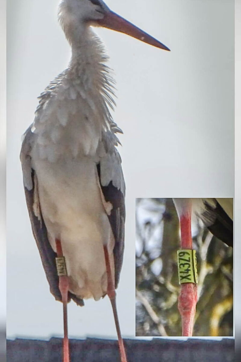 ein Storch in Frontalaufnahme, an den Beinen ringe, einer ist breit und gelb mit der Ringnummer X43Z9