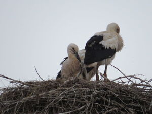 Cookie 07.07.2020 Elbehof (vorn stehend)