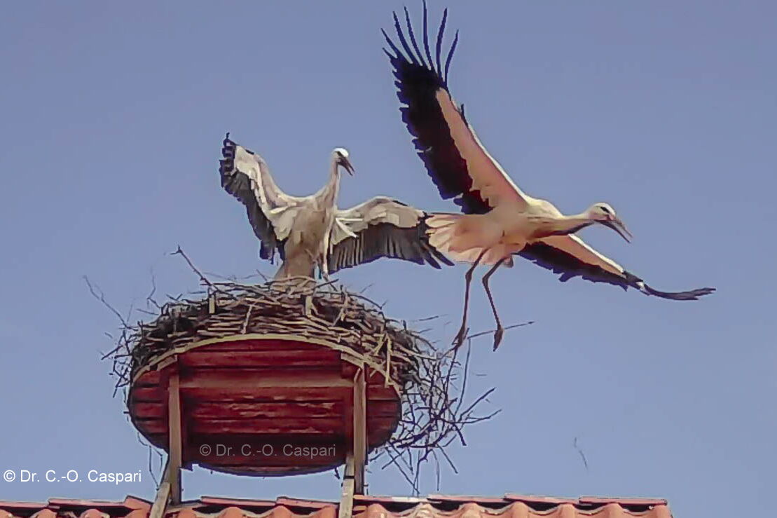 Storch Seppl steht (triumphierend) mit ausgebreiteten Schwingen auf dem Nest, der Angreifer fliegt hinunter