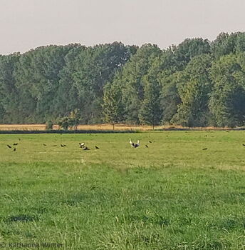 Gruppe mit Störchen am 20.07.2022 - Ob Mose dabei war?