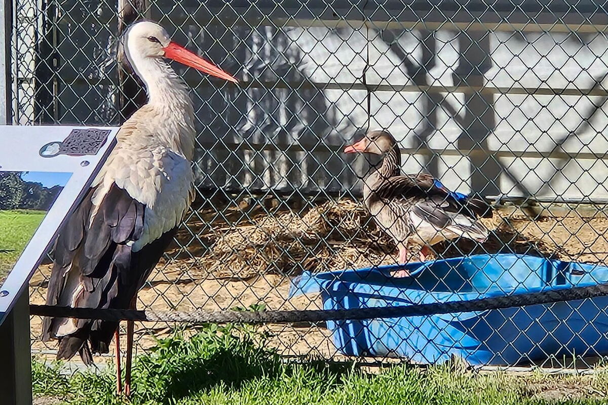 links steht Tim, der Storch, vor der Voliere mit Graugans Olli