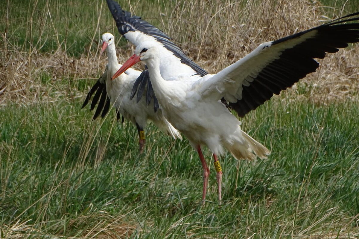 der vordere Storch sieht aus, als ob er losfliegen möchte
