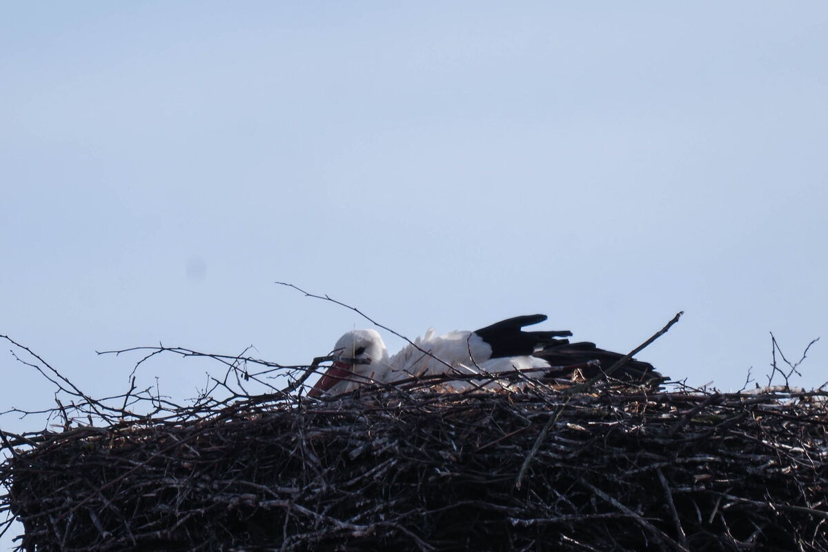 ein Storch liegt im Nest, Foto von schräg unten aufgenommen