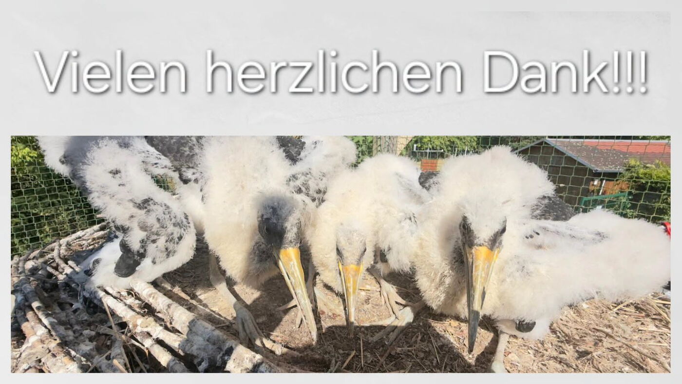 ein Foto von den drei Schwarzstorchjungen, darüber der Schriftzug "Vielen herzlichen Dank"