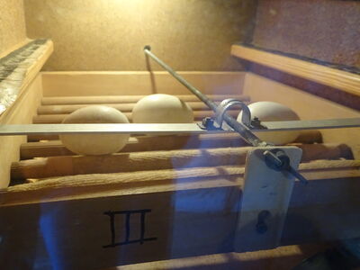 Gelege Lossow 18.04.2018 im Brutschrank