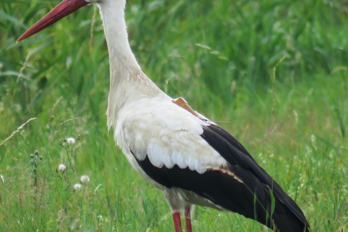 Beringter Weißstorch auf Wiese