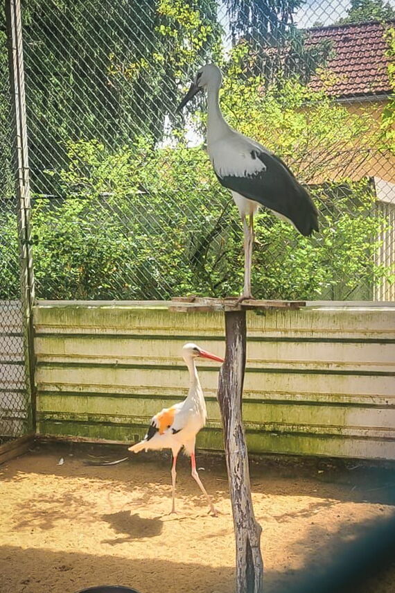 Es sind zwei Störche zu sehen, einer (Otto) mit bandagiertem Flügel und ein Jungstorch auf einem etwa 1,5m hohem Sitzbaum