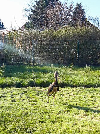 Ein Schwarzstorch im Garten in Bad Belzig am 05.04.2020