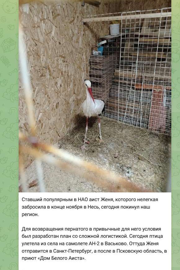 Screenshot Telegram 18.12.2024