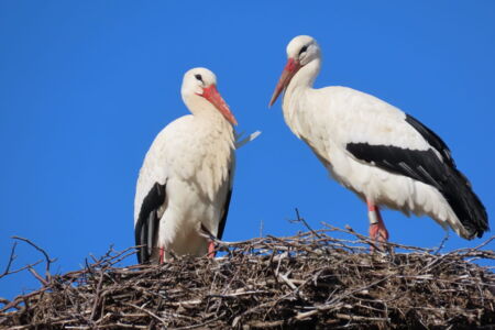 links Otto, rechts Anka Foto: R. Isensee
