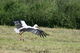Weißstorch im Landeanflug auf Wiese