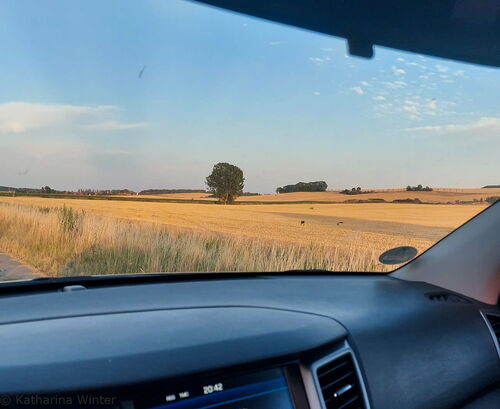 Foto aus dem Auto auf Stoppelfelder in warmen rot-gelb Ton mit 2 Störchen, einzelner Baum zentral im Hintergrund
