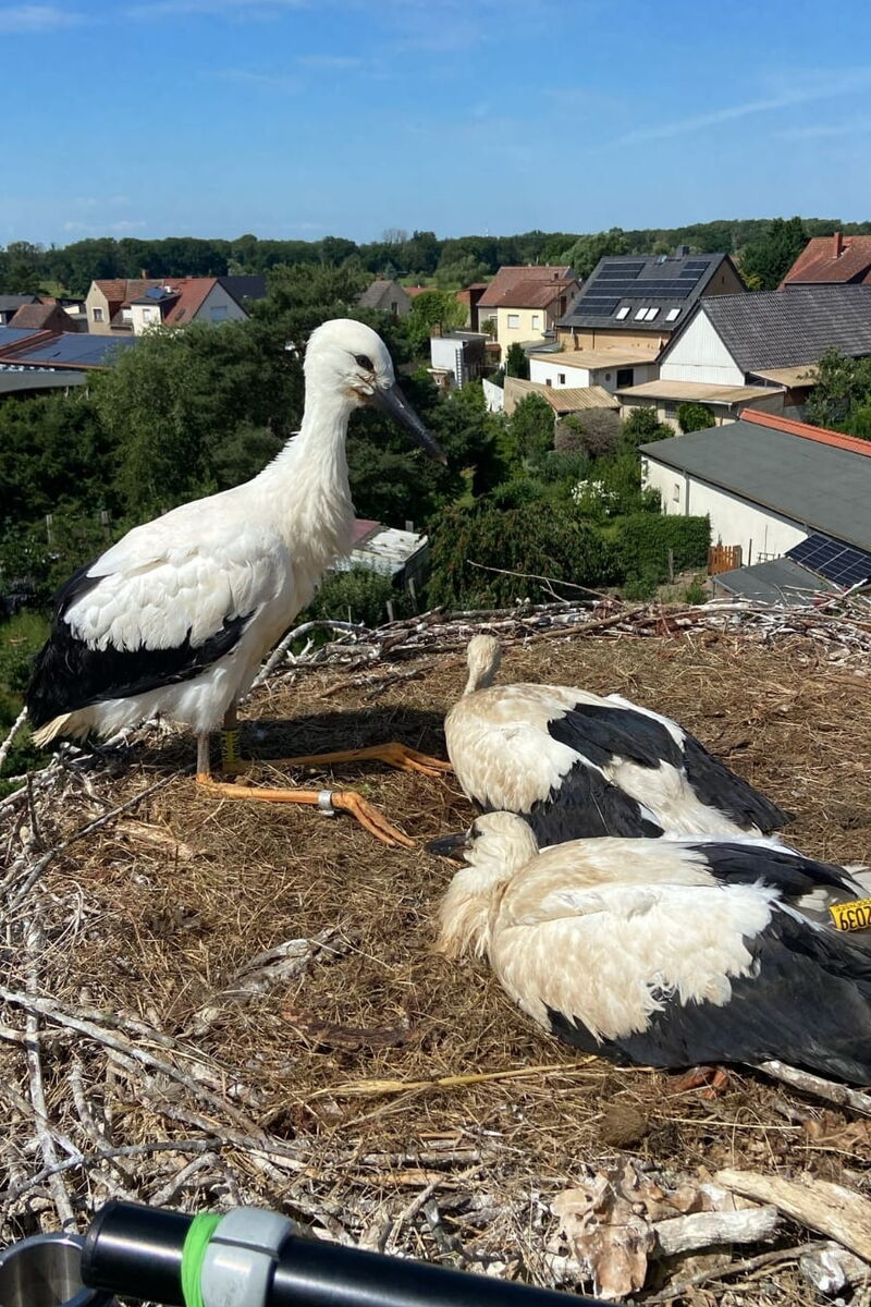 auf einem wilden Storchennest liegen zwei Jungstörche, ein dritter, Romy, hockt