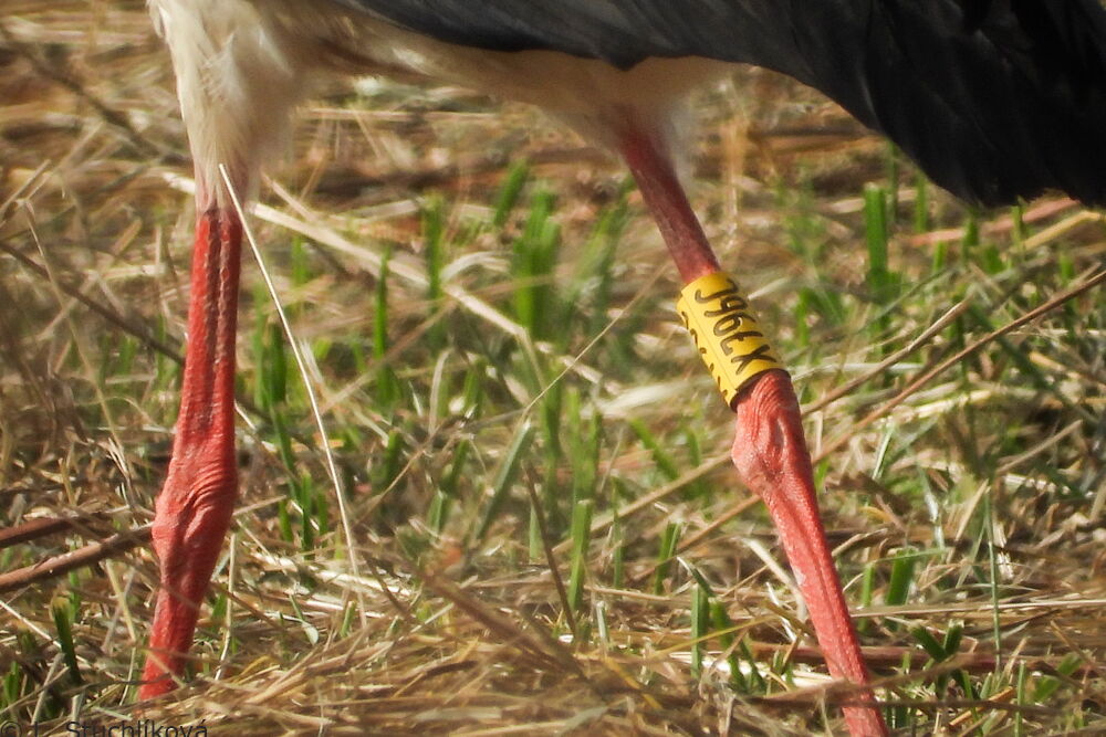es sind die Beine des Storches zu sehen mit dem gelben Ring - Nr. X796J
