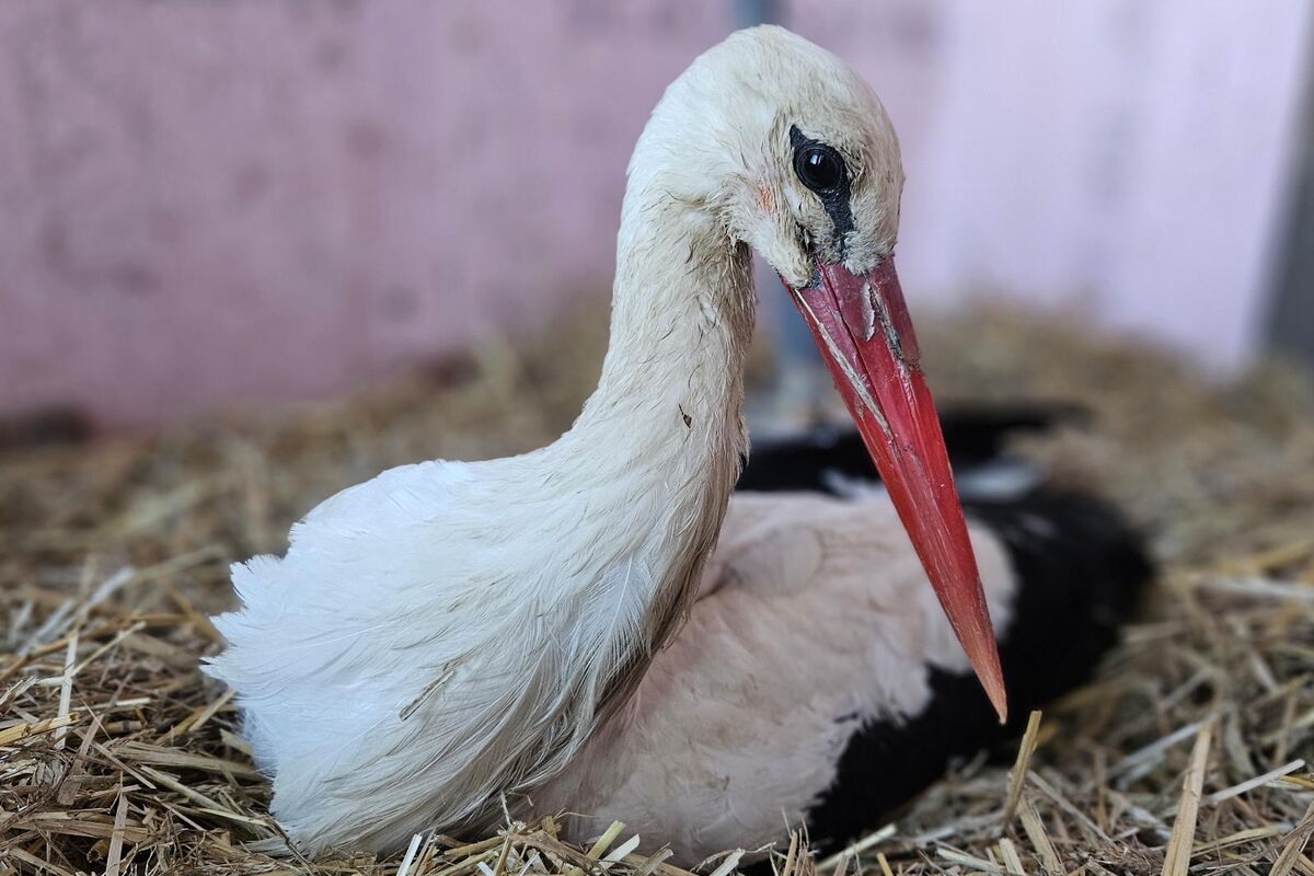 der Storch liegt in einer Voliere auf Stroh