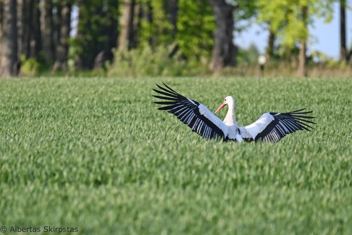 ein Storch steht mit ausgebreiteten Flügeln auf einem Feld, der Sender ist gut erkennbar