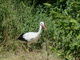 Weißstorch vor Gebüsch