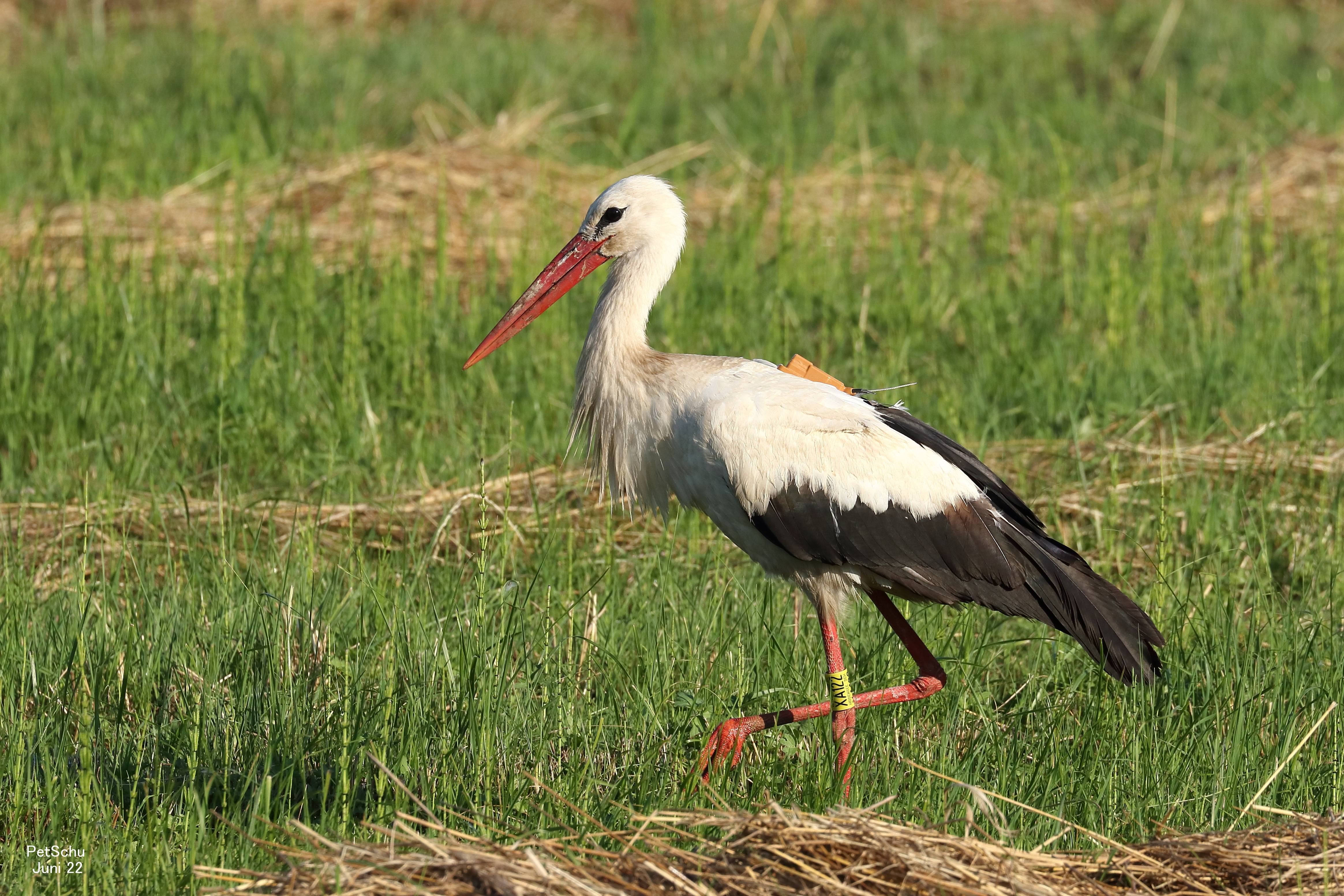 Beringter Weißstorch auf Wiese