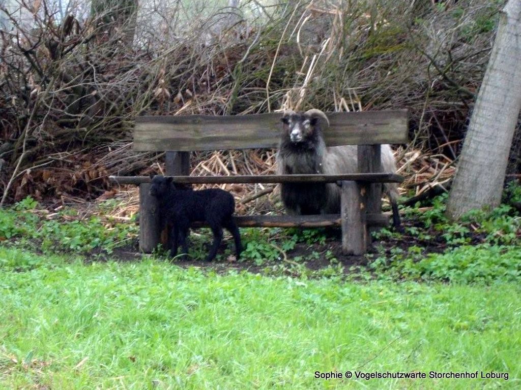 Keine Sorge, die Mama hat ihren Kopf da mühelos wieder raus bekommen.  Foto: Sophie Humpert