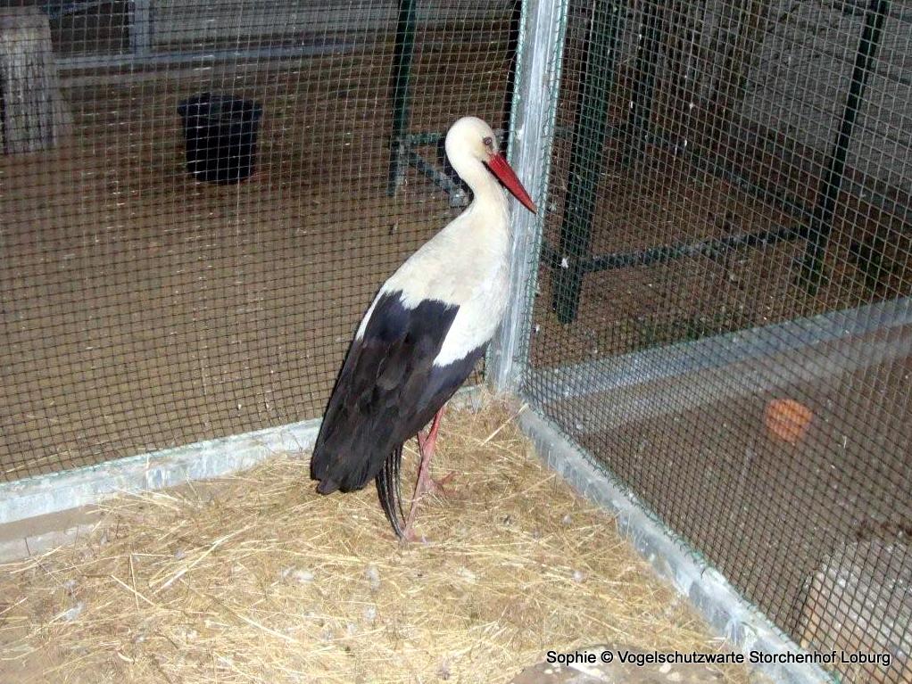 Neues vom Storchenhof Loburg – Mai 2015