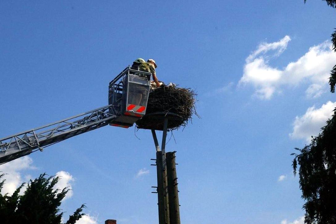 Besenderung von Jungstörchen auf dem Storchenhof Loburg