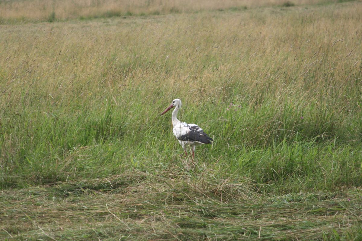 ZDF-Dokumentation "Am Puls des Planeten"
