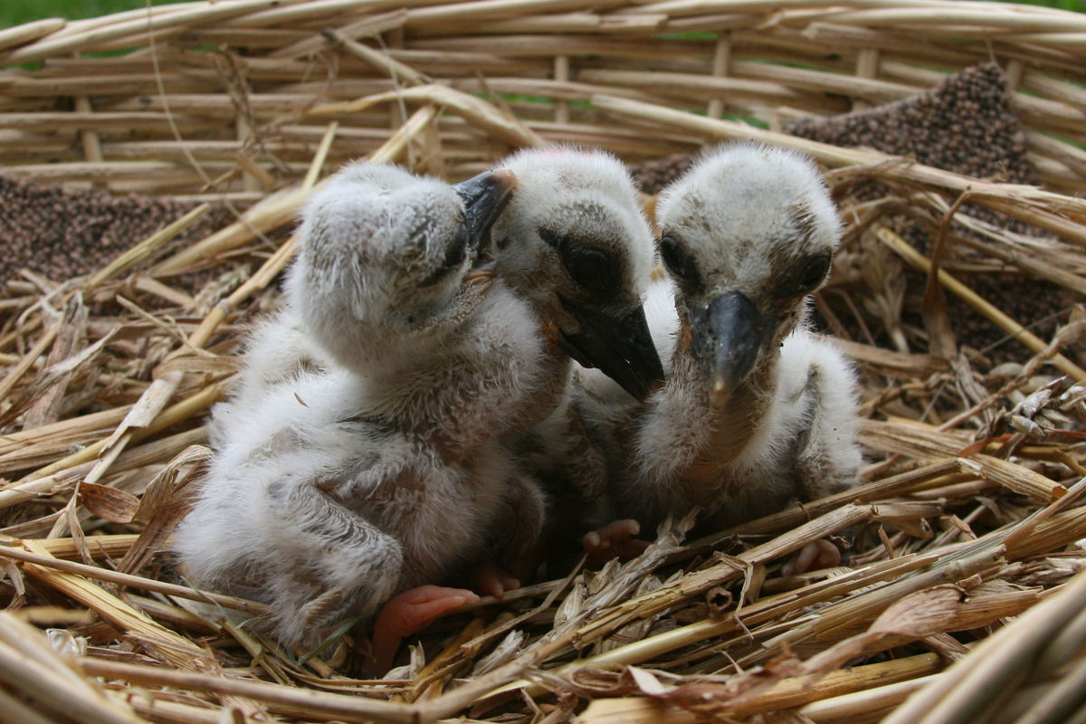 Neuzugänge auf dem Storchenhof Loburg