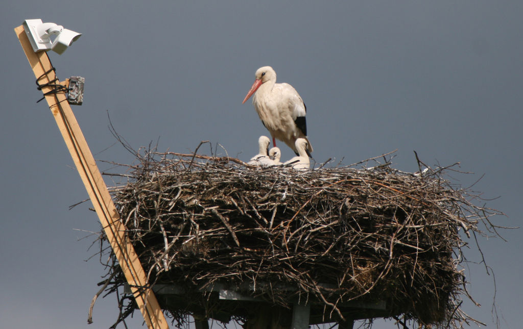 Nachwuchs bei Magnus und Agatha – Storchenhof Loburg
