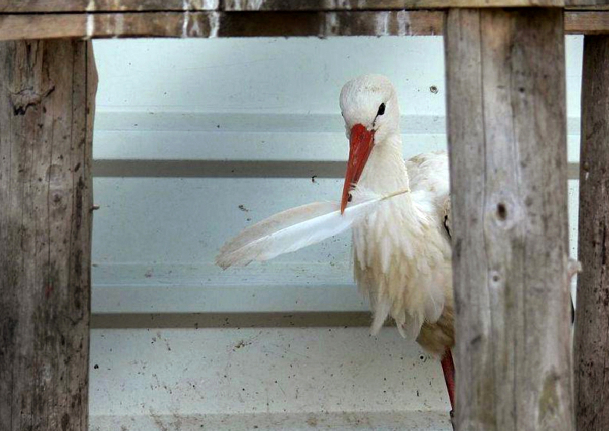 Weißstorch mit weißer Feder im Schnabel schaut hinter Tischbein Holzstamm hervor