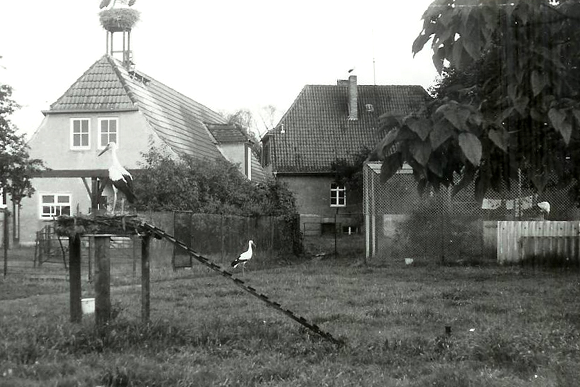 Schwarz-weiß-Fotografie eines Freilaufgeheges mit zwei Störchen, im Hintergrund eine Voliere und zwei Häuser