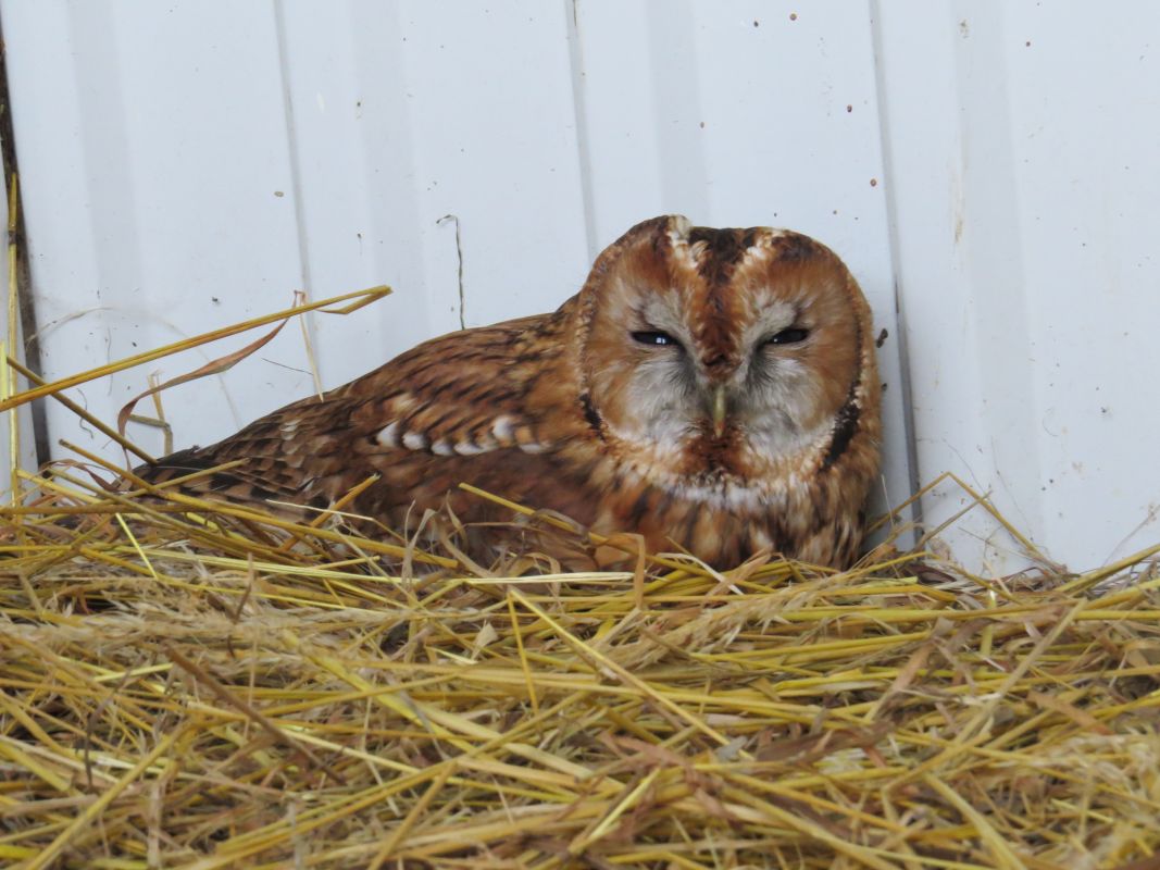 Der Waldkauz im Februar auf dem Storchenhof Loburg.  Foto: Evelyn Boht