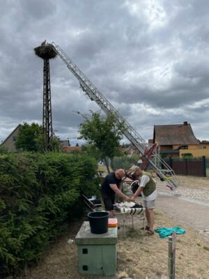 Storchenhorst mit Leiter, davor zwei Männer bei der Beringung eines Storches