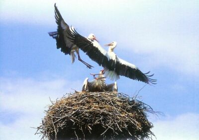 Storchen-Horst, darauf zwei Störche, ein dritter Storch greift das Nest aus der Luft an