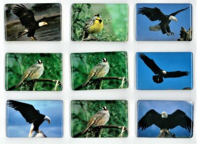 Übersicht verschiedene Kühlschrankmagnete, alle mit unterschiedlichen Vogelmotiven